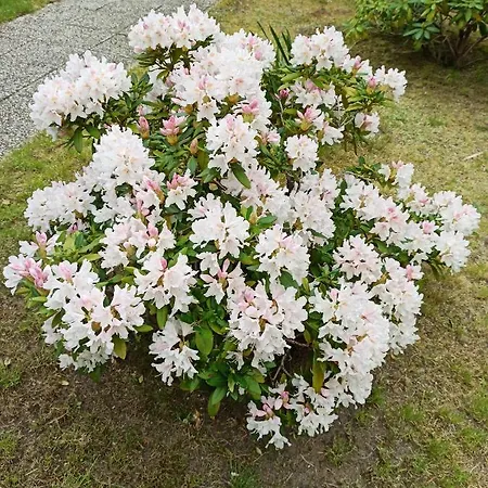 El Jan - Zadzwon! * Pobierowo