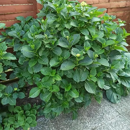 El Jan - Zadzwon! Pobierowo