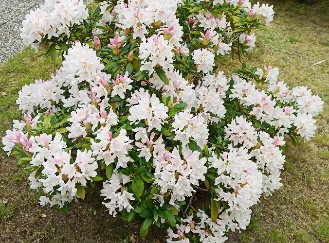 El Jan - Zadzwon! * 波别罗沃