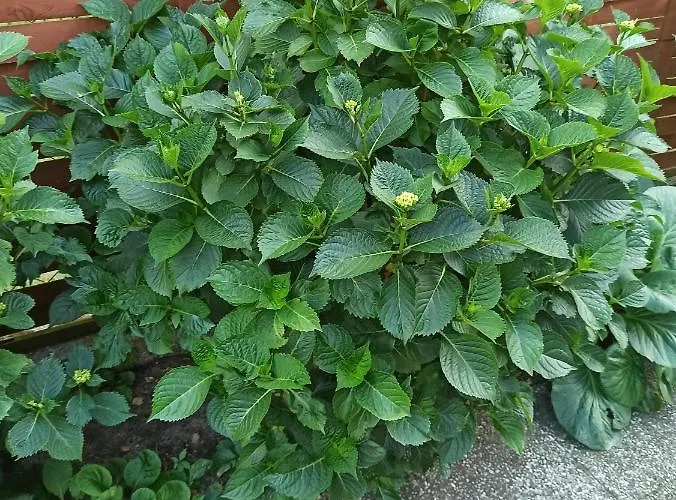 El Jan - Zadzwon! 波别罗沃